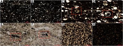 Effect of Volcanic Activity on Hydrocarbon-Forming Organisms in Organic-Rich Shale: A Case Study of Dalong Formation in Northwestern Sichuan Basin, China